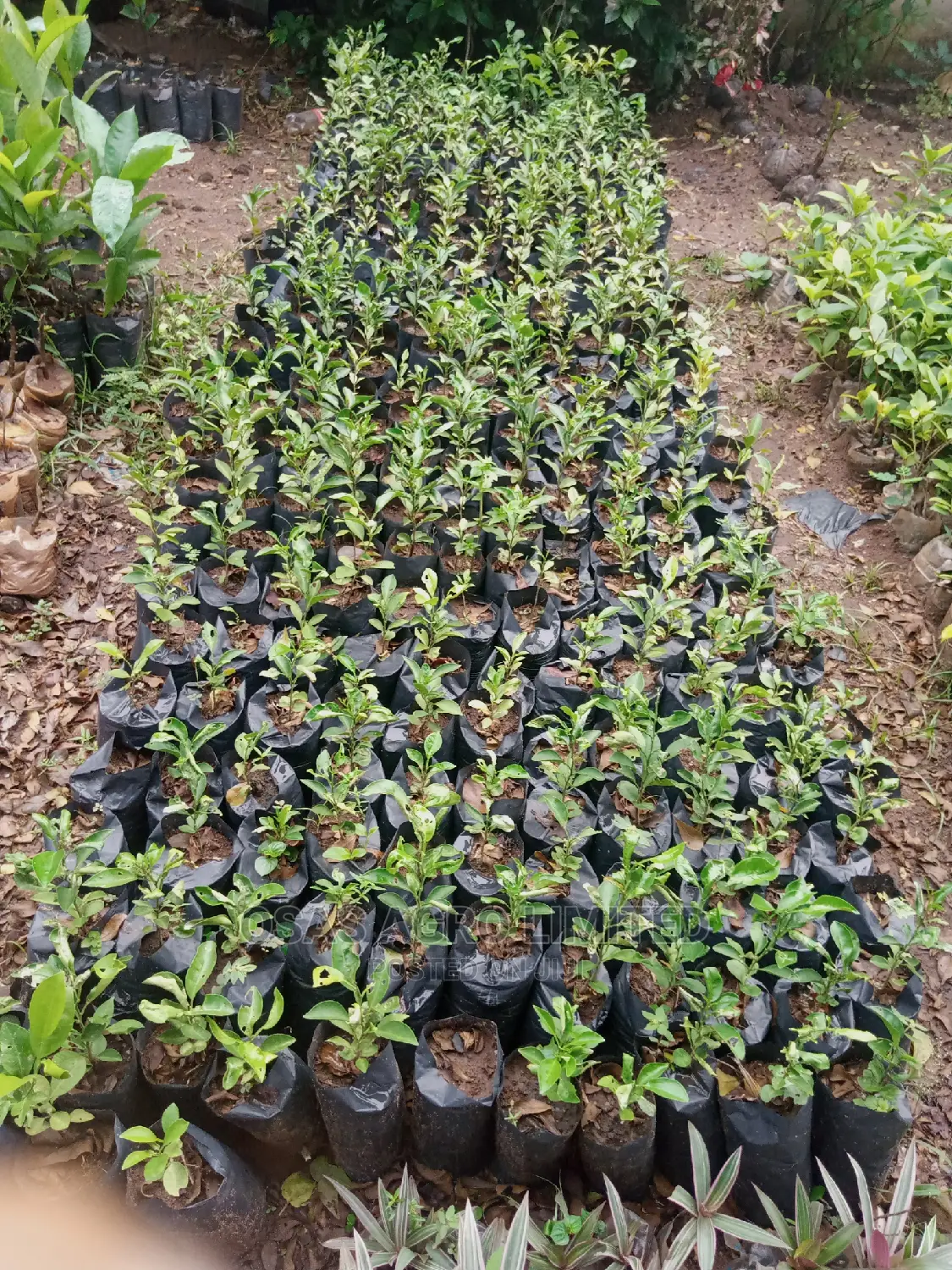 Osas Budded Fruits of All Kind