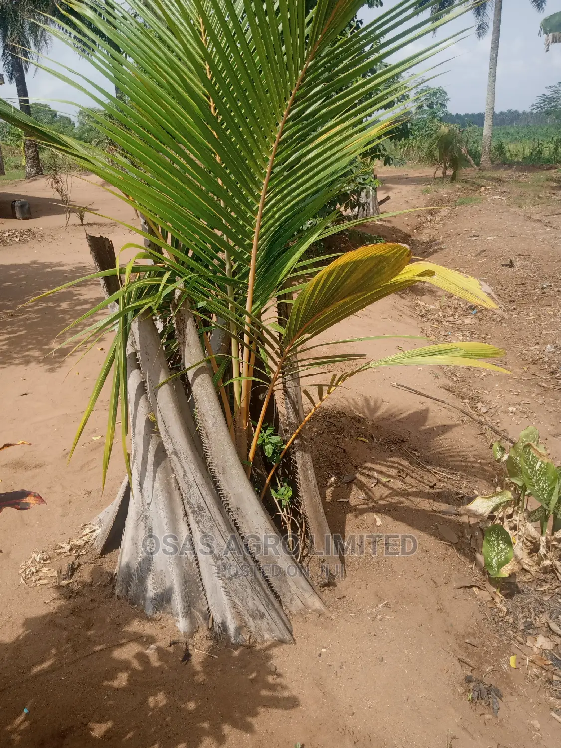 Osas Budded Fruits of All Kind