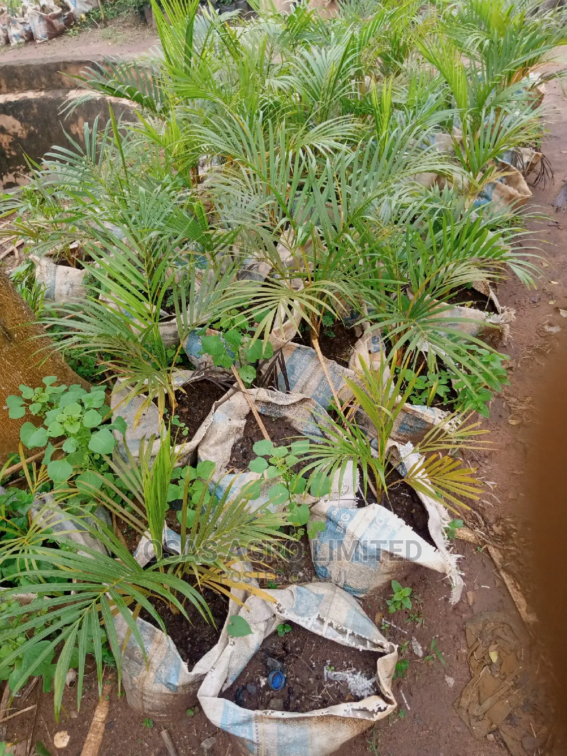 Osas Budded Fruits of All Kind