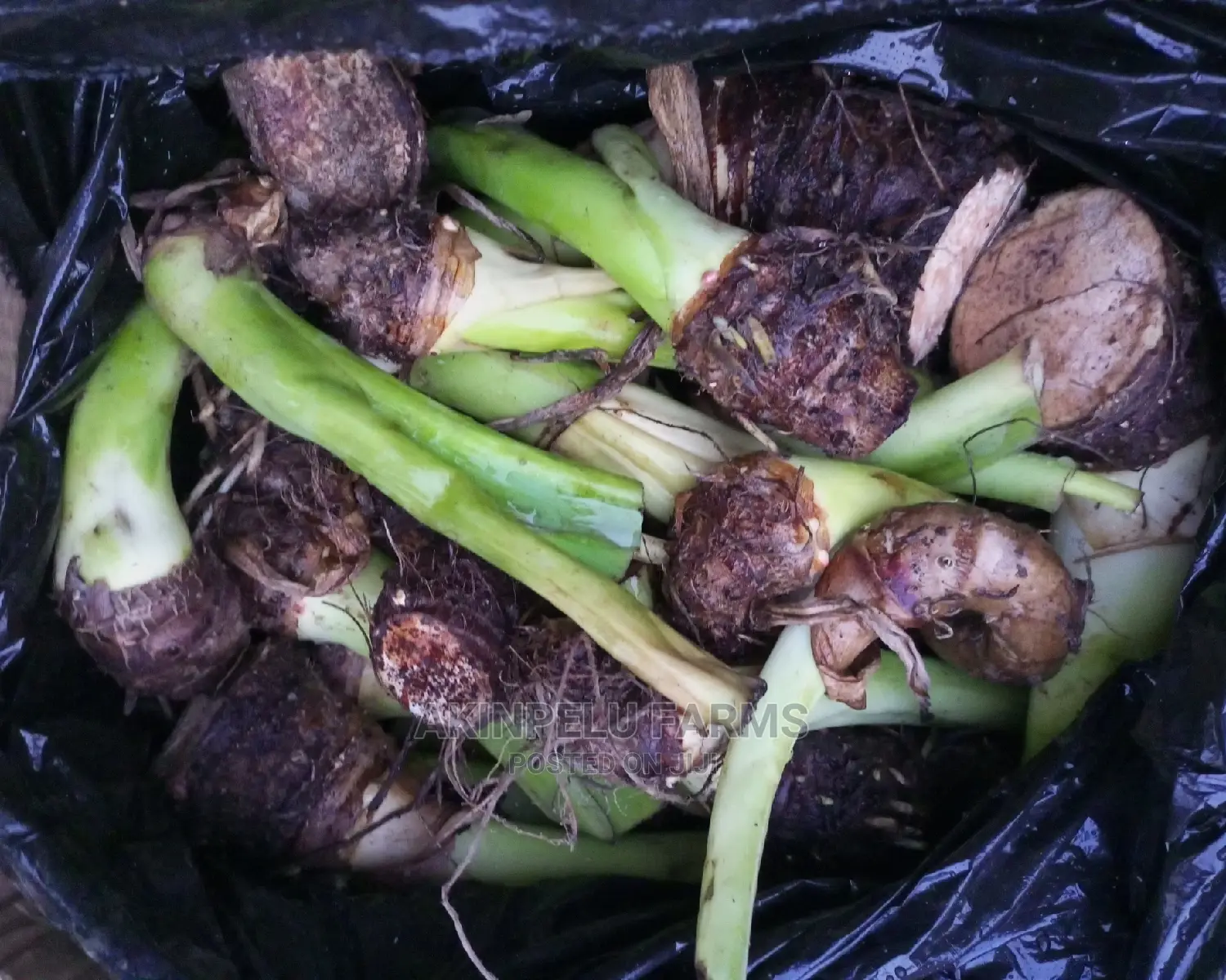 Good Cocoyam Suckers
