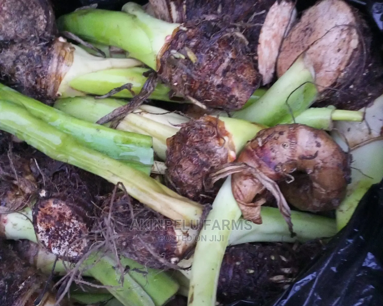 Snail Farm Cocoyam Suckers.