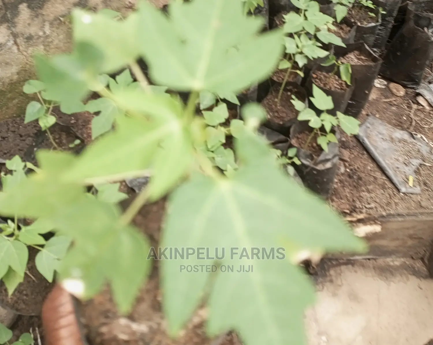 Dwarf Pawpaw Seedlings/Seeds