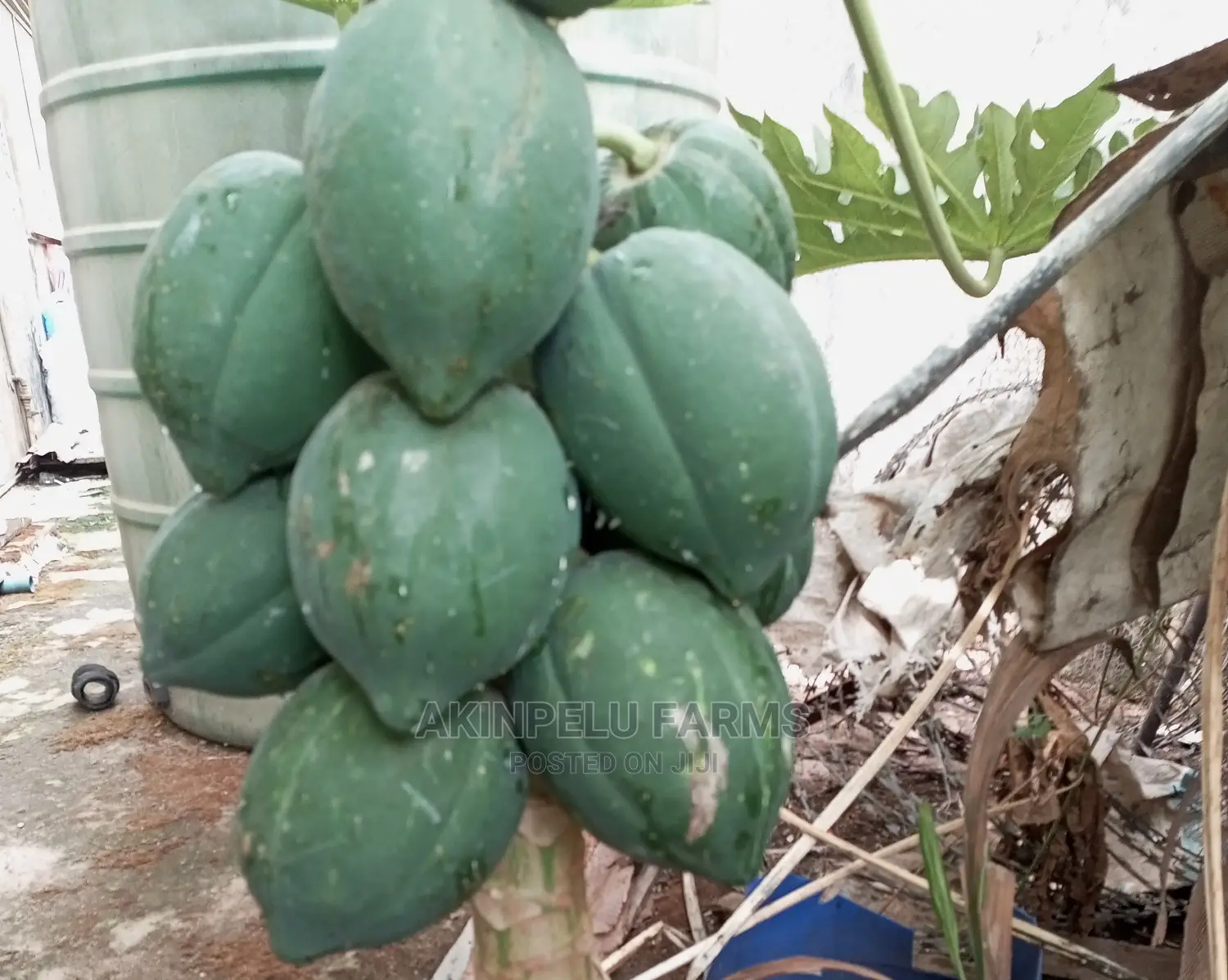 Dwarf Pawpaw Seedlings/Seeds