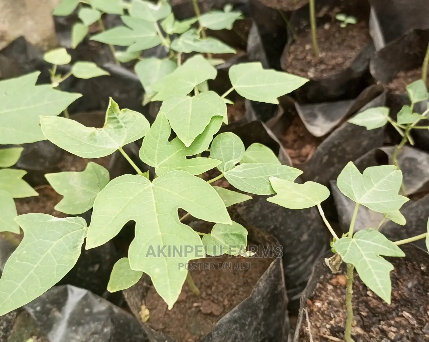 Dwarf Organic Pawpaw-Matures in 6-7 Months.