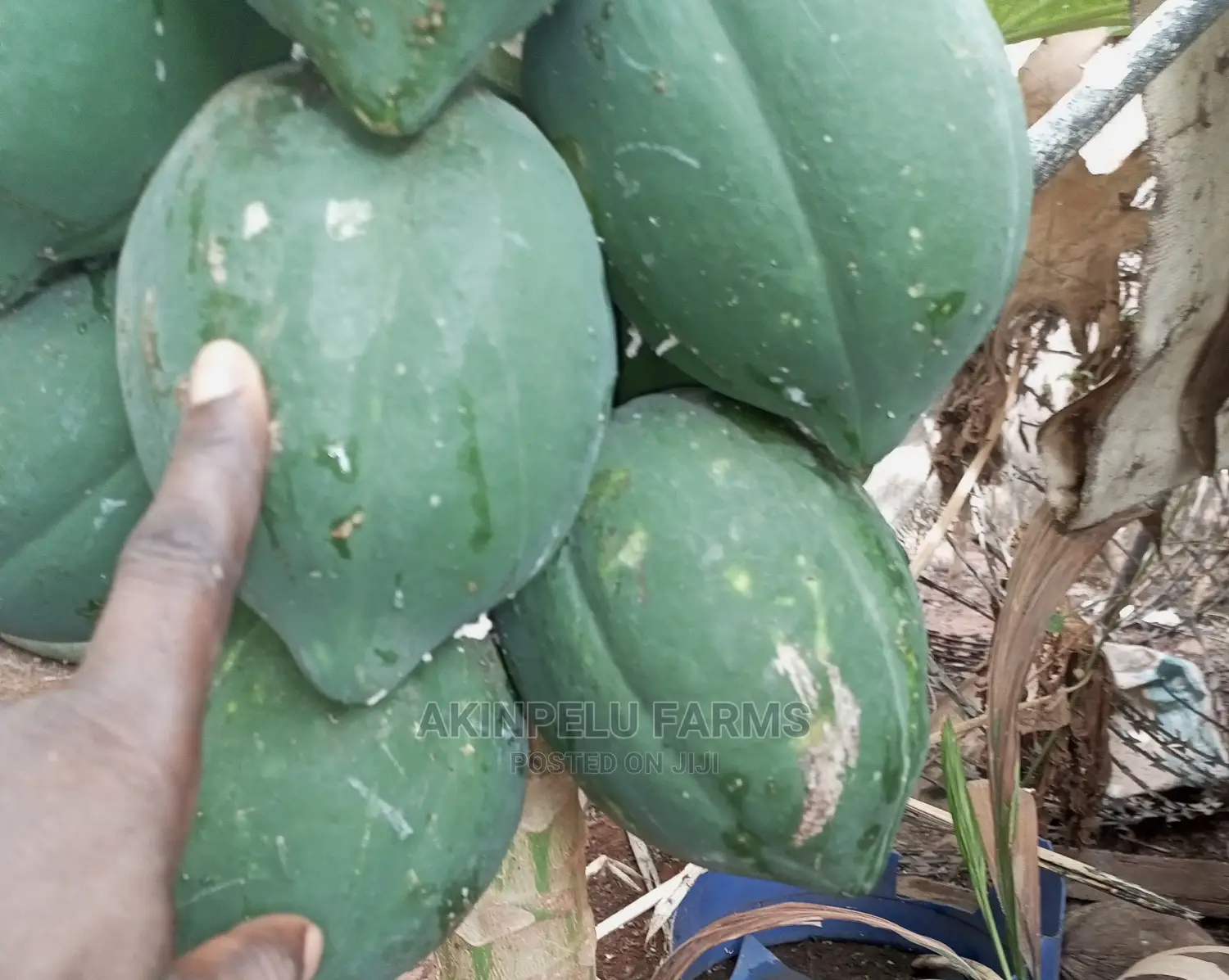 Hybrid Dwarf Pawpaw Seedlings