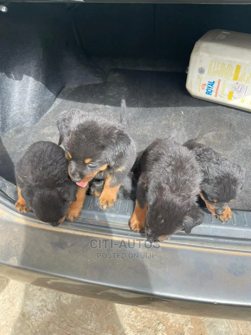 1-3 months Female Purebred Rottweiler