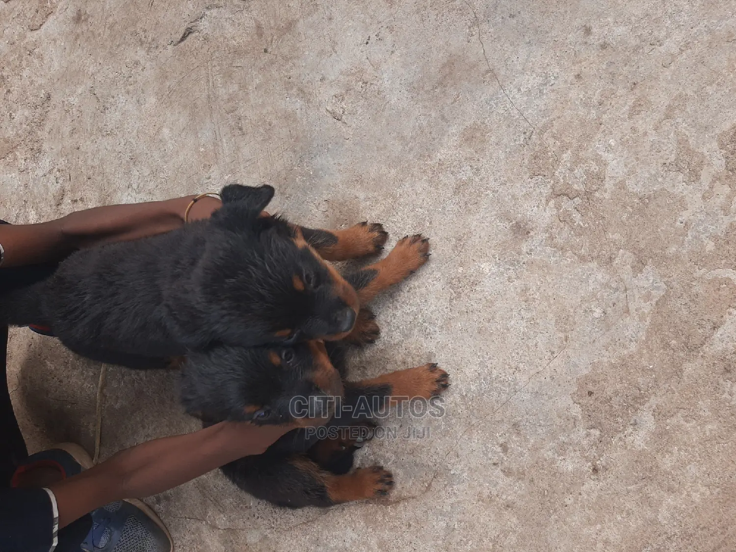 1-3 months Female Purebred Rottweiler