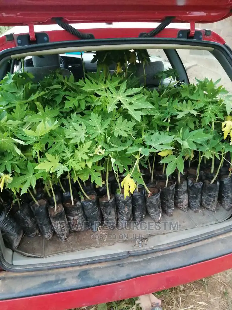 Best High Yield Dwarf Pawpaw Seedling / Nursery
