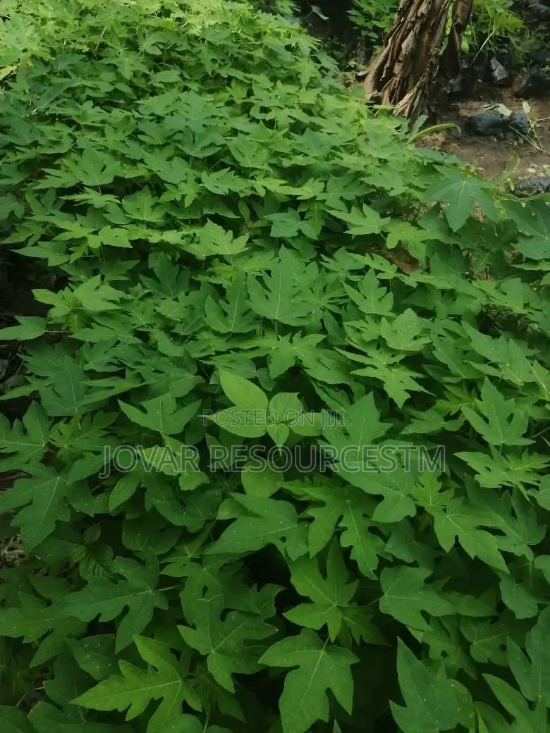 Best High Yield Dwarf Pawpaw Seedling / Nursery