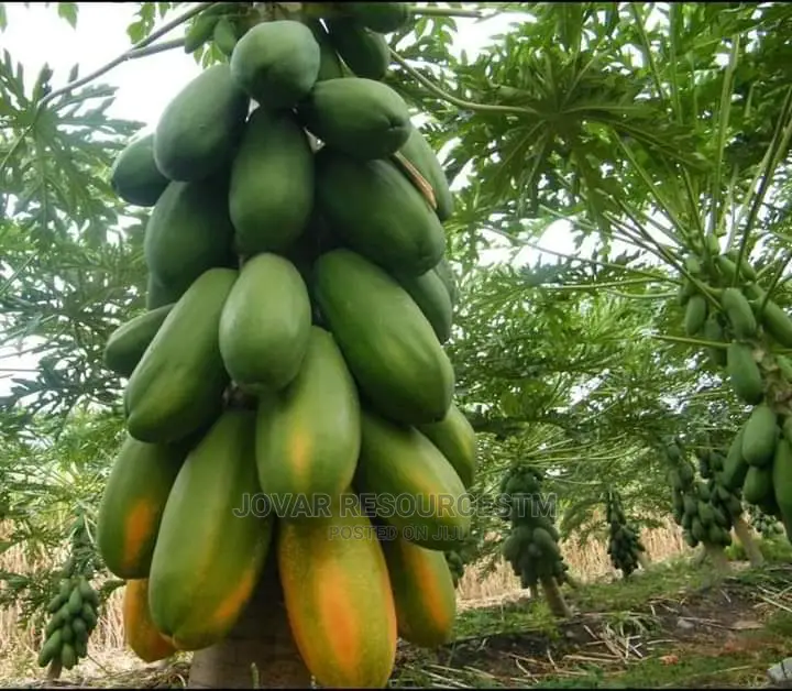 Best High Yield Dwarf Pawpaw Seedling / Nursery
