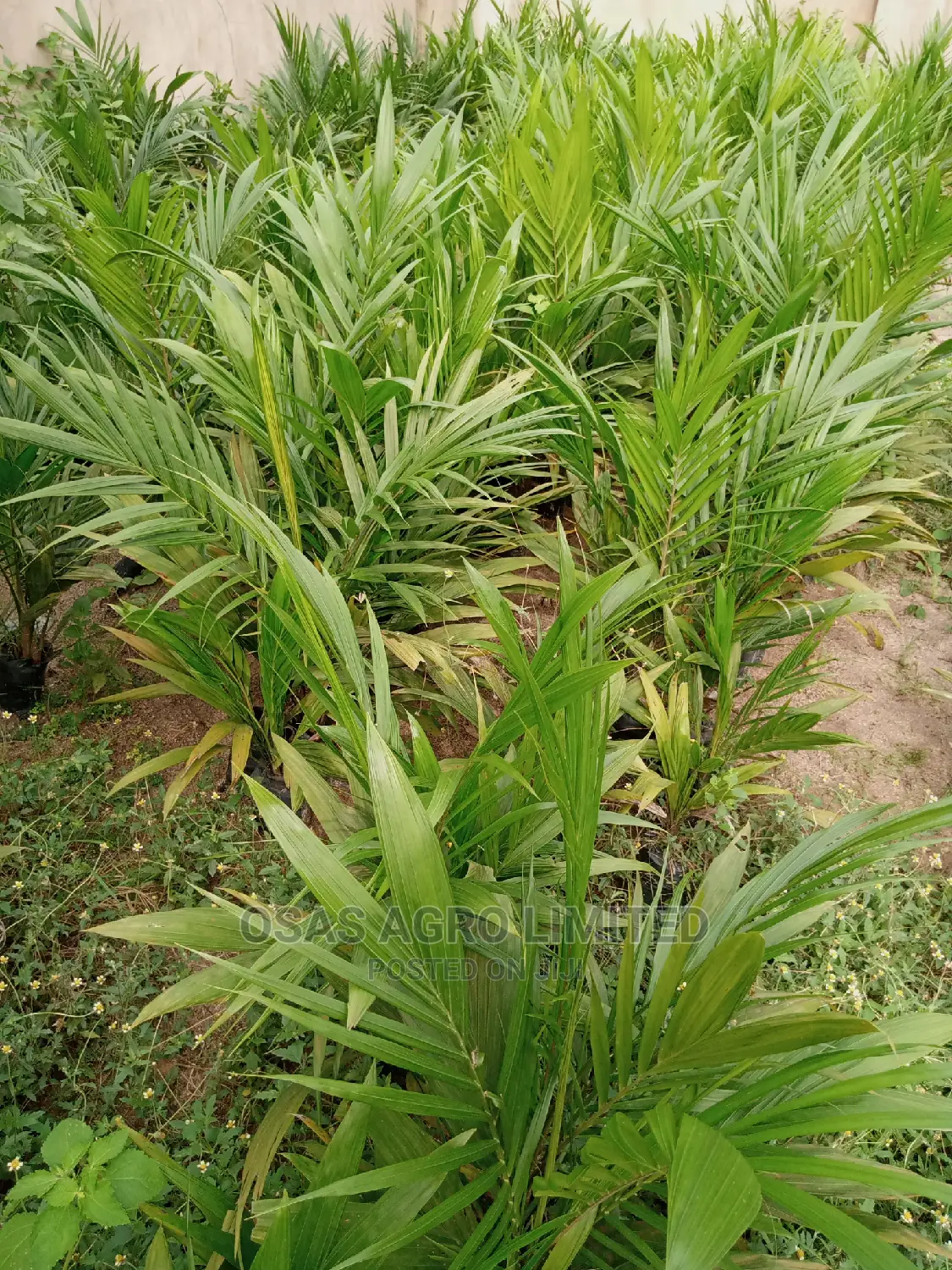Osas Agro Limited/Super Gene Oil Palm Seedings