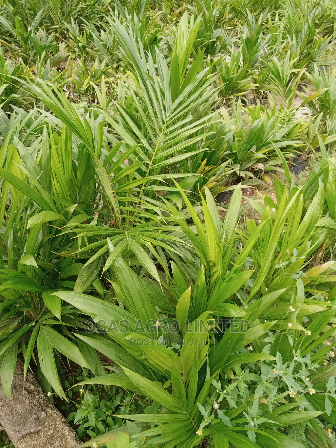 Osas Agro Limited/Super Gene Oil Palm Seedings