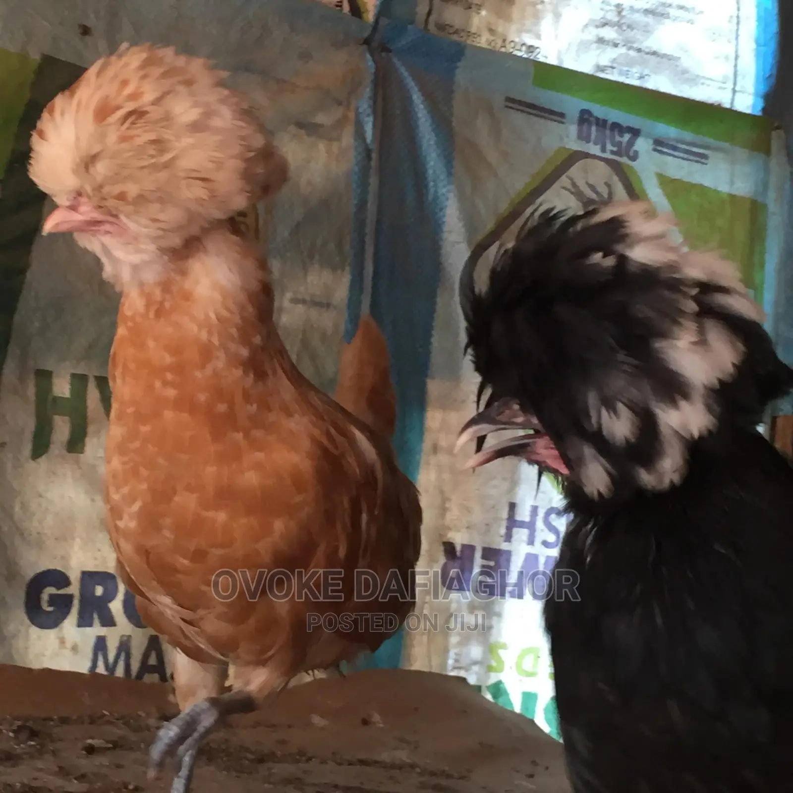 Polish Chicken Pair, Outstanding!