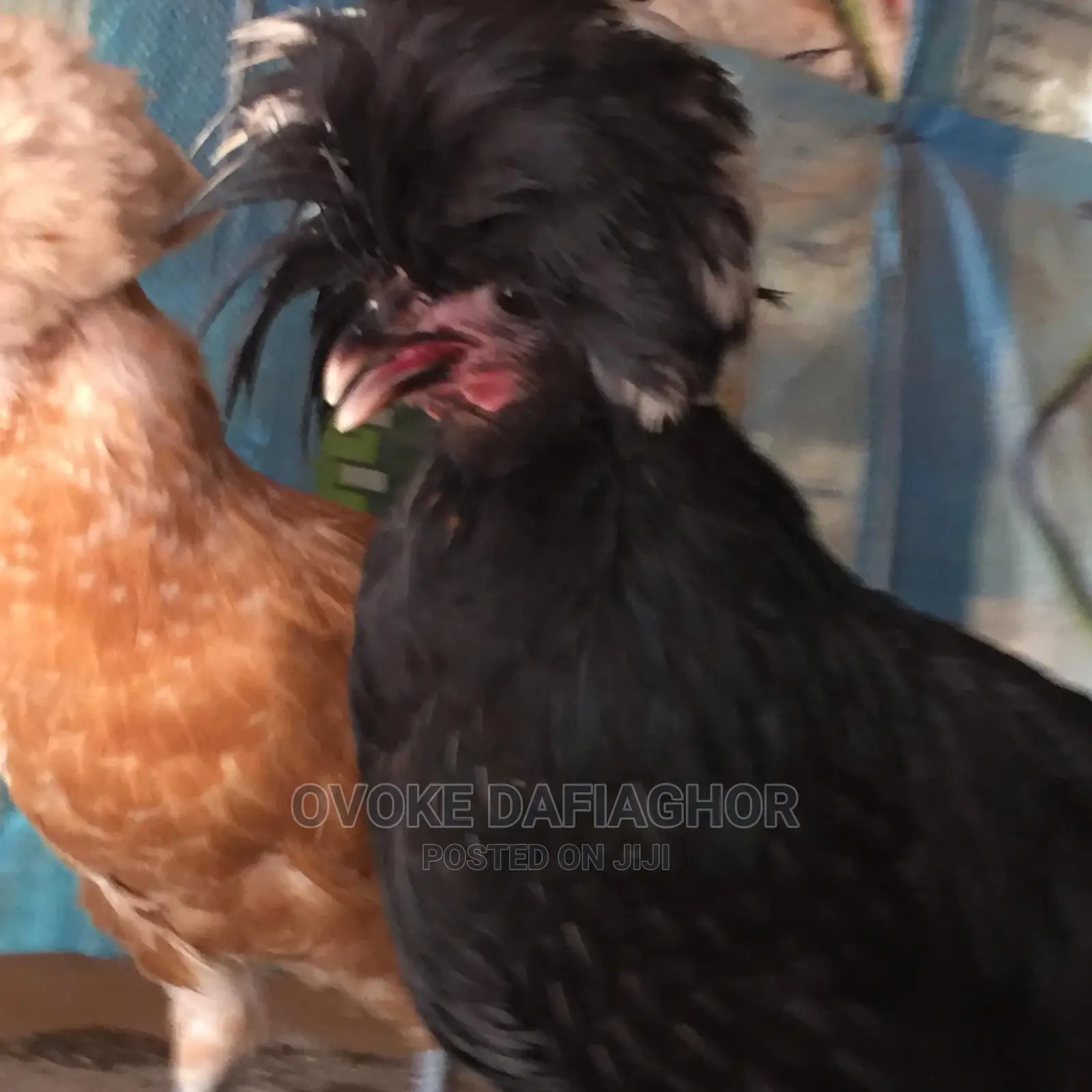 Polish Chicken Pair, Outstanding!