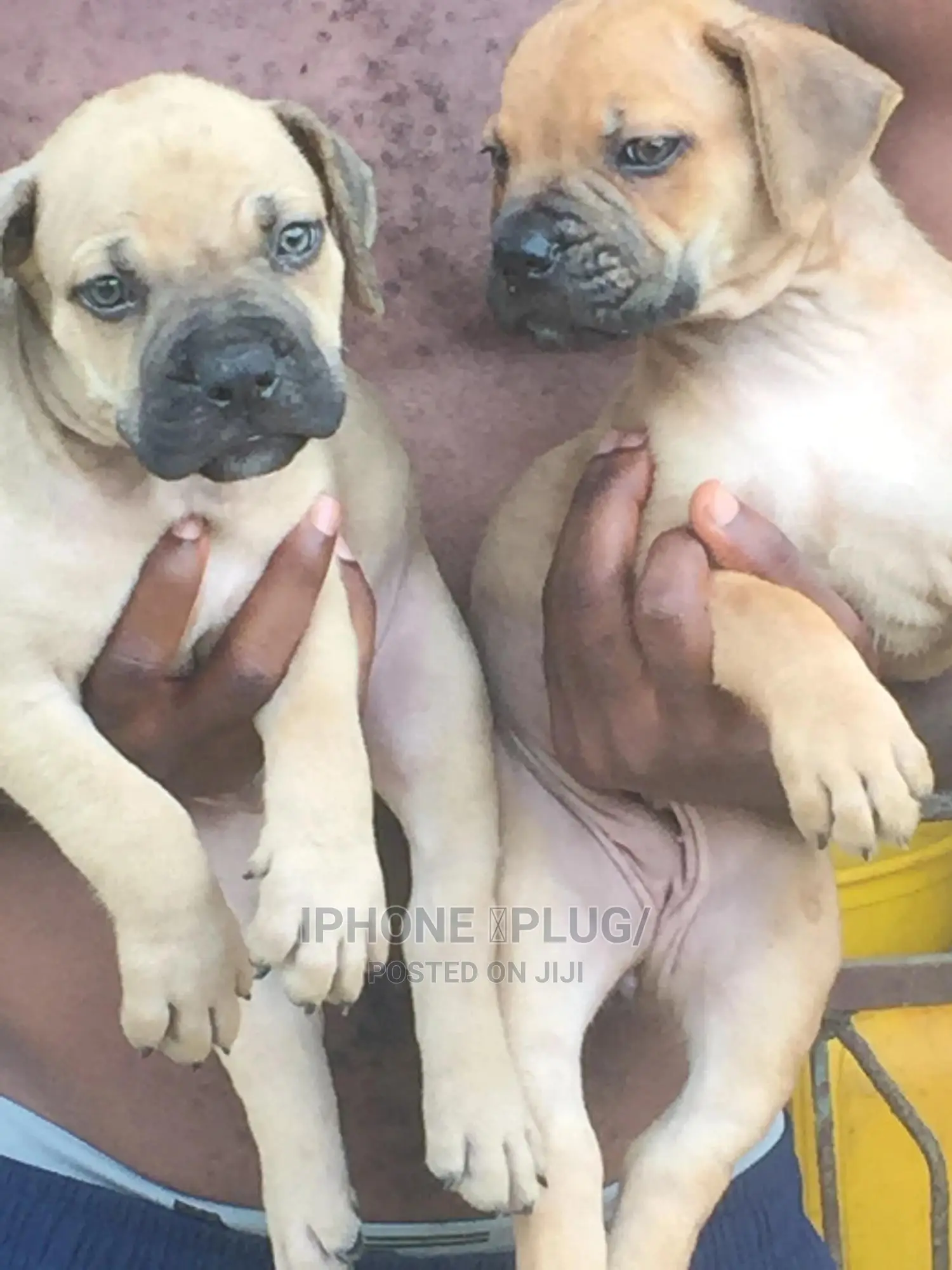 1-3 months Male Purebred Boerboel