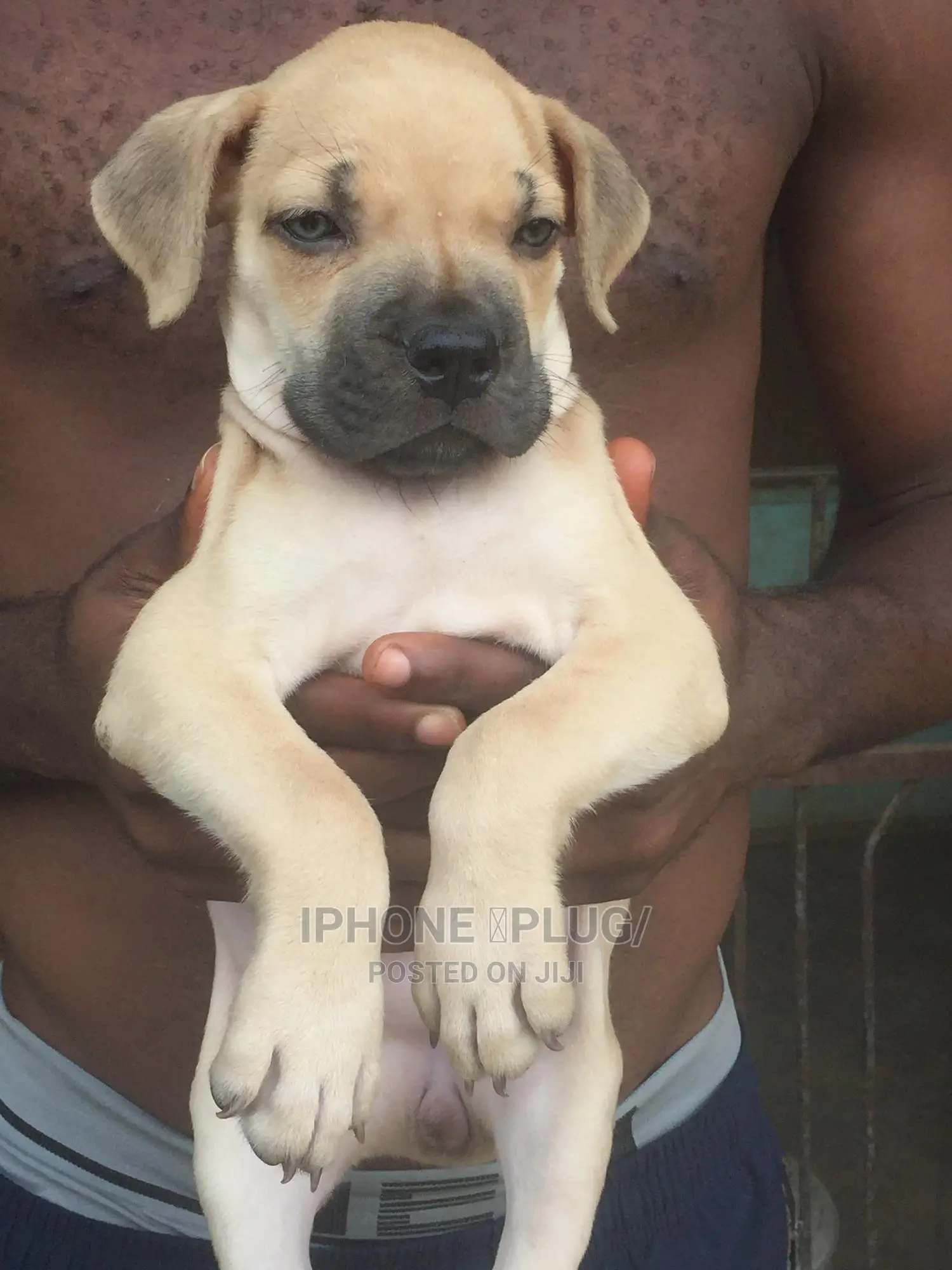 1-3 months Male Purebred Boerboel