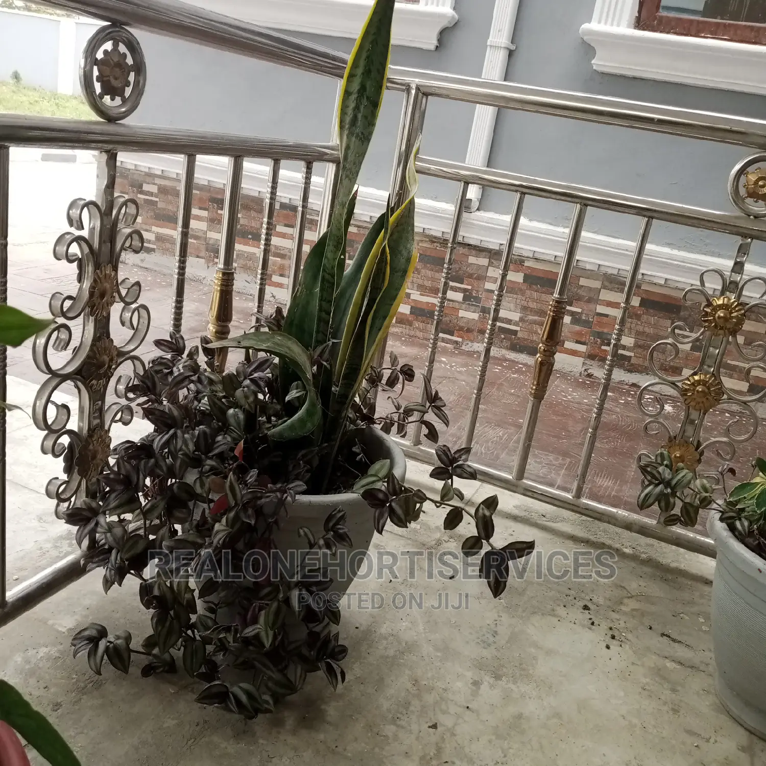 Live Potted Plants (Indoor and Outdoor)