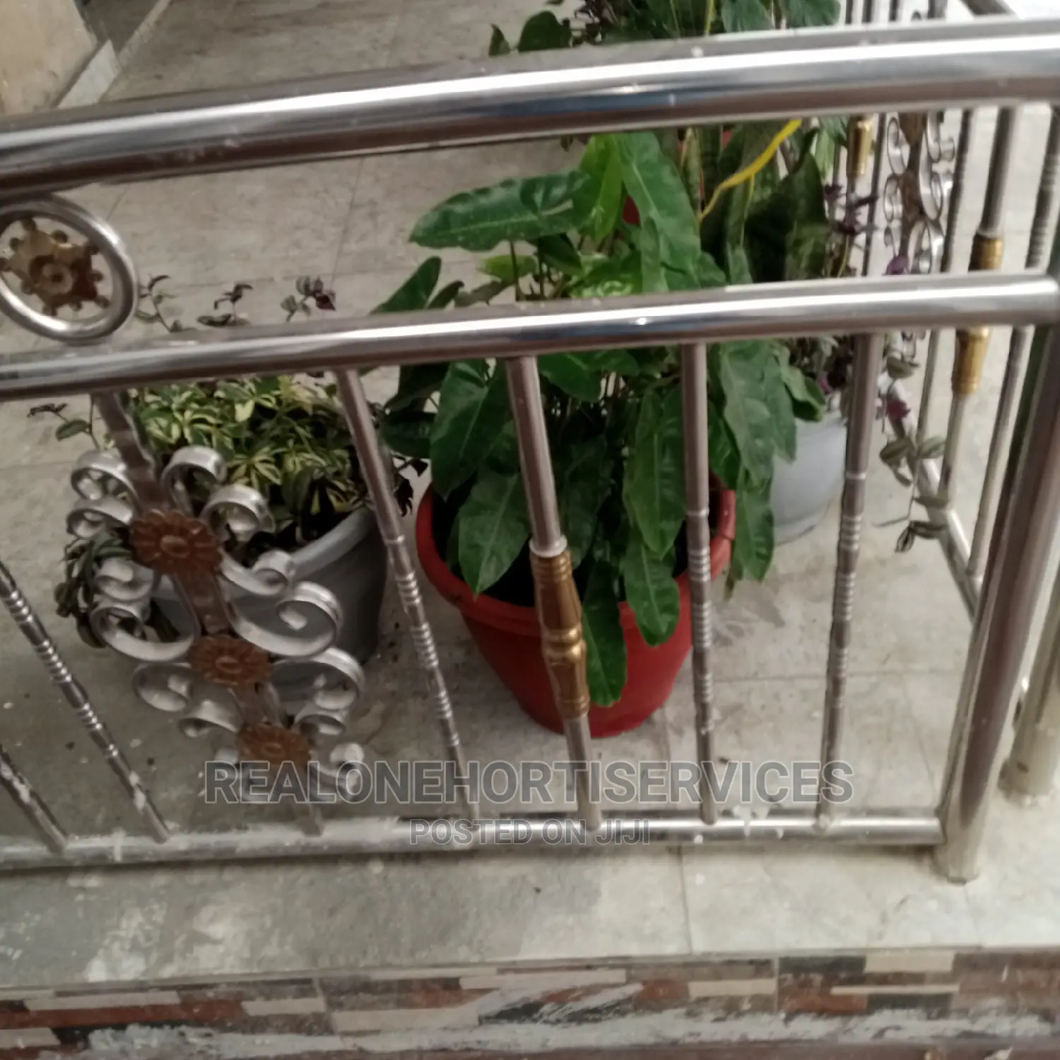 Live Potted Plants (Indoor and Outdoor)