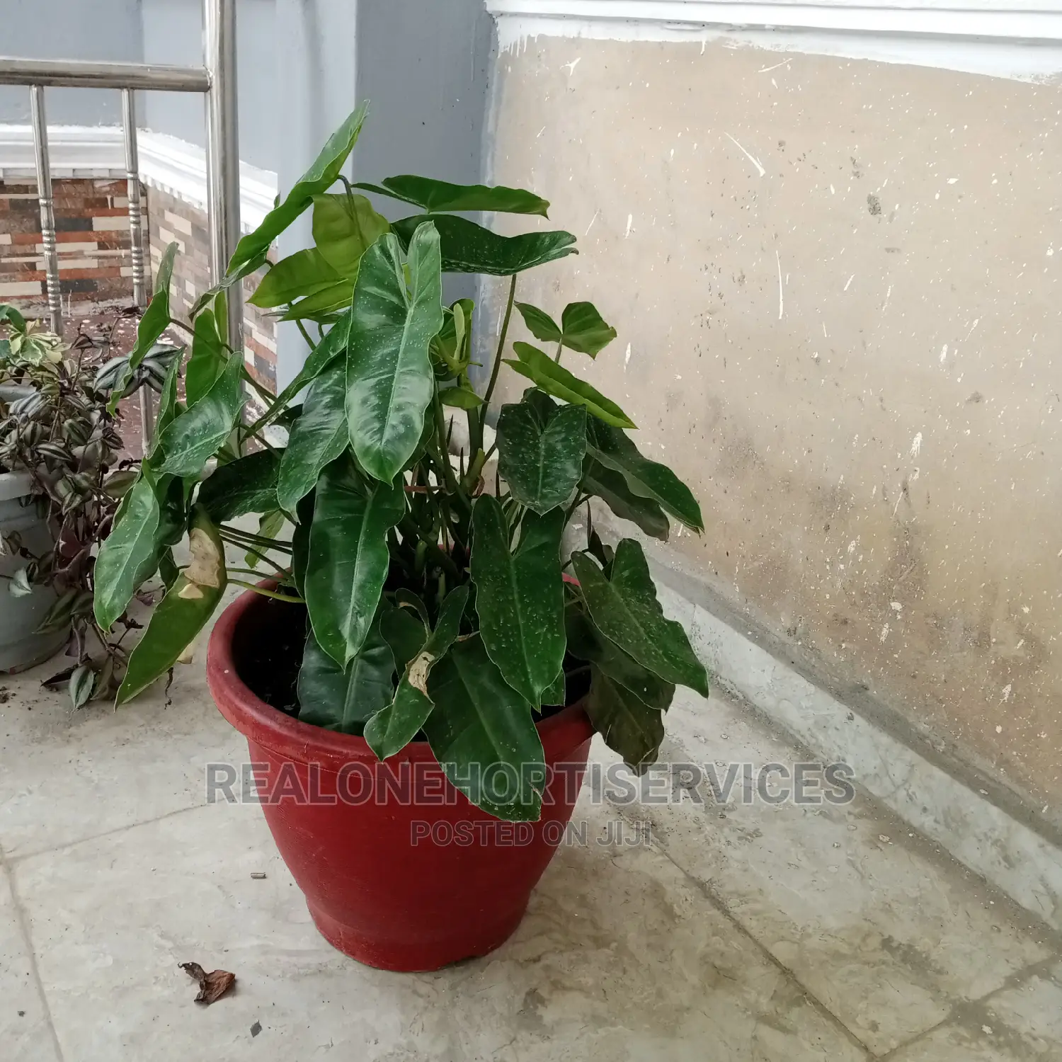 Live Potted Plants (Indoor and Outdoor)