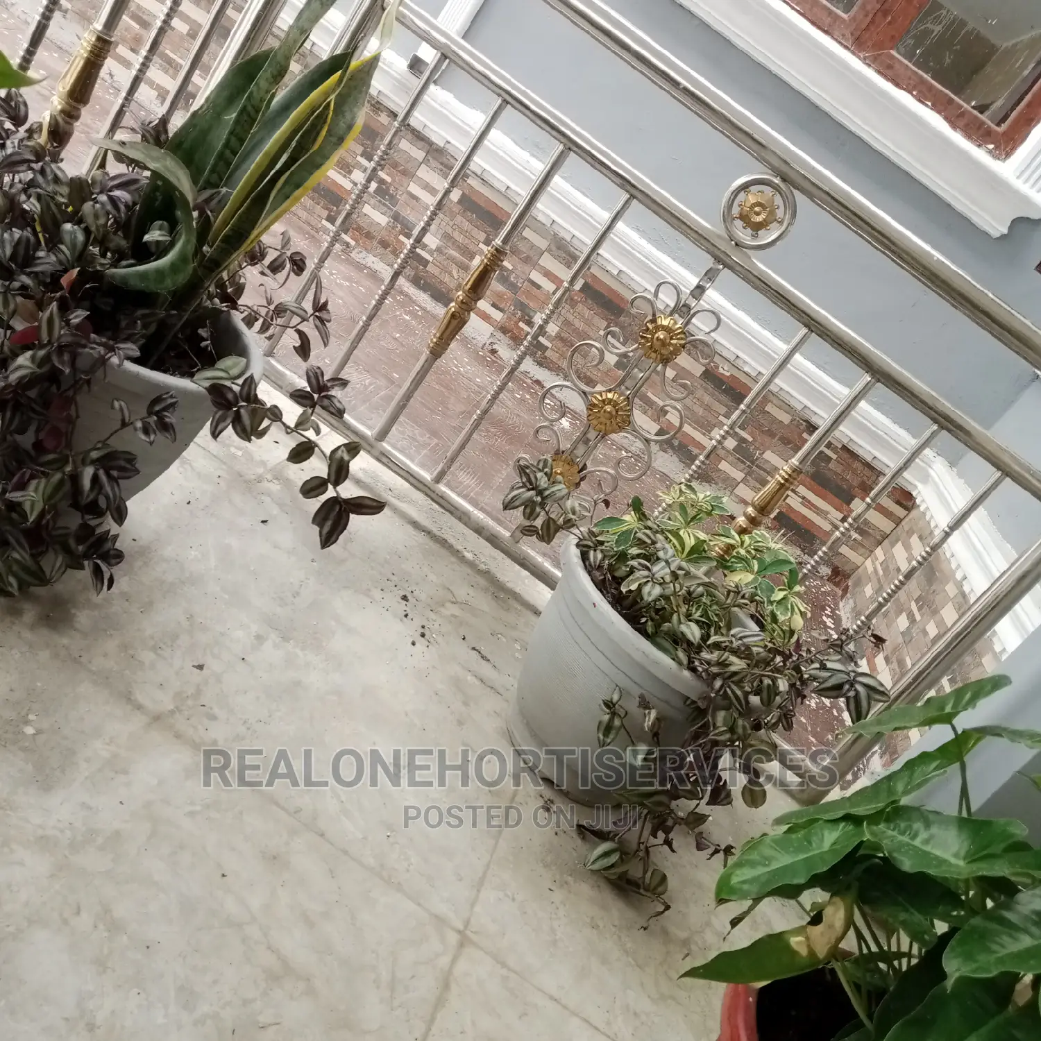 Live Potted Plants (Indoor and Outdoor)
