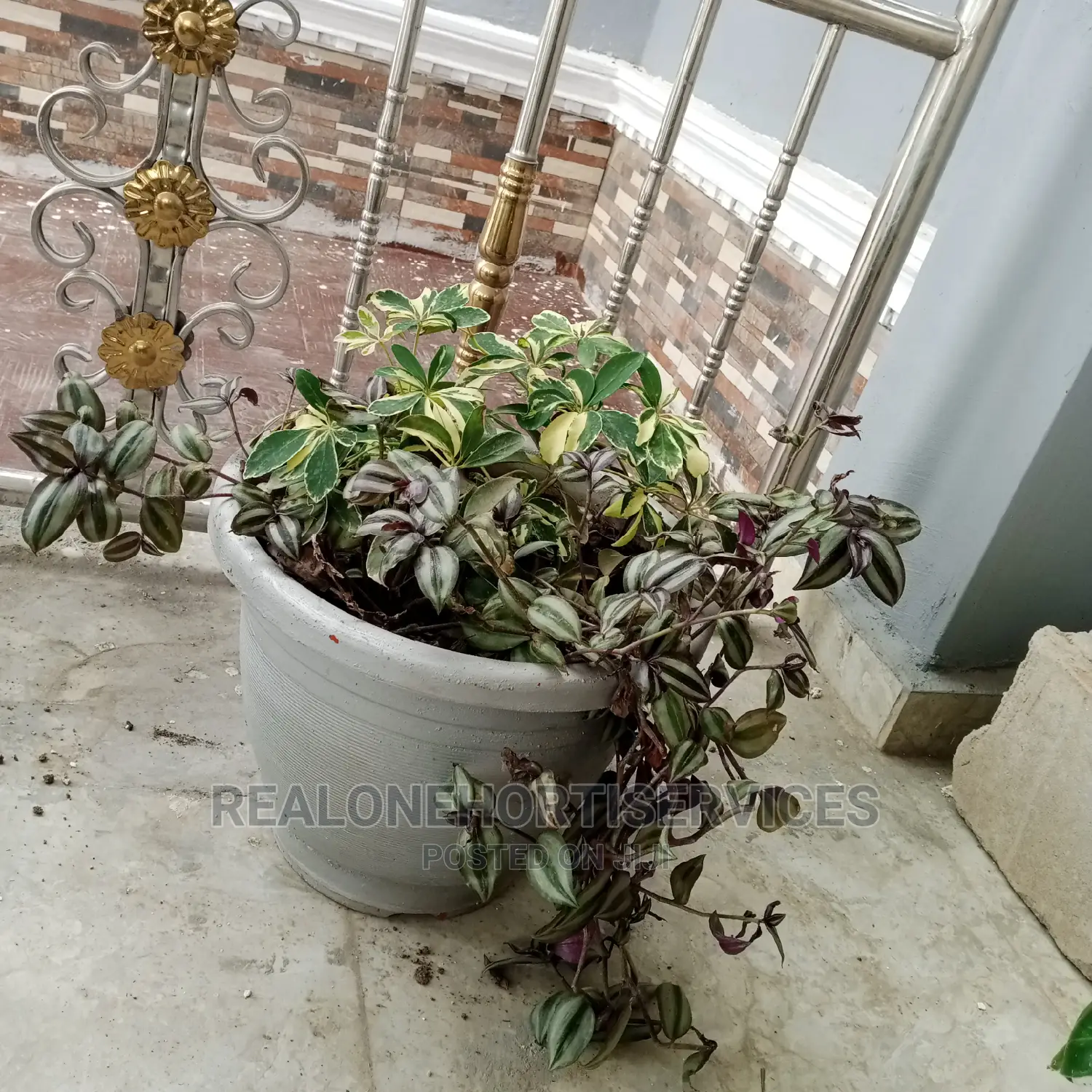Live Potted Plants (Indoor and Outdoor)