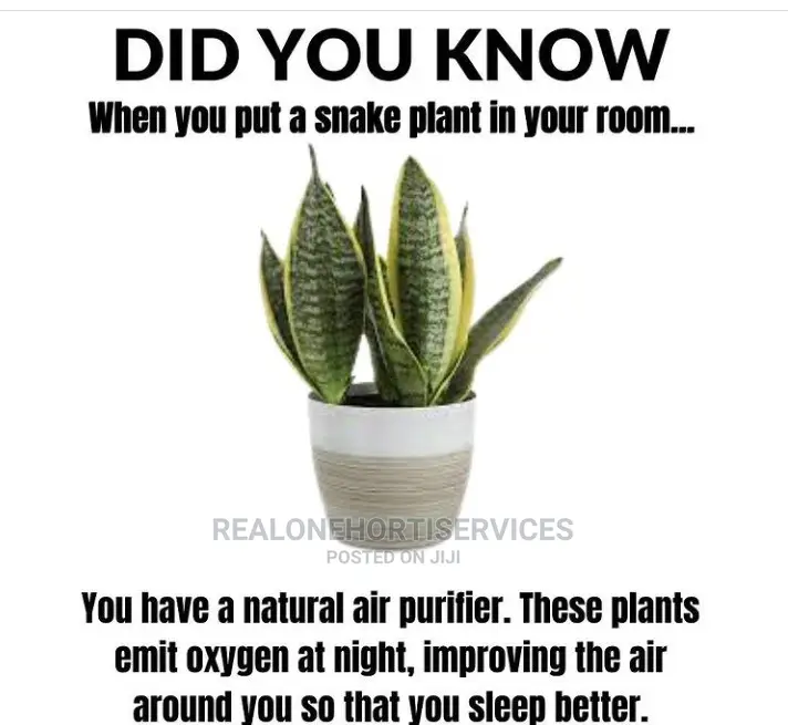 Indoor Live Potted Plants