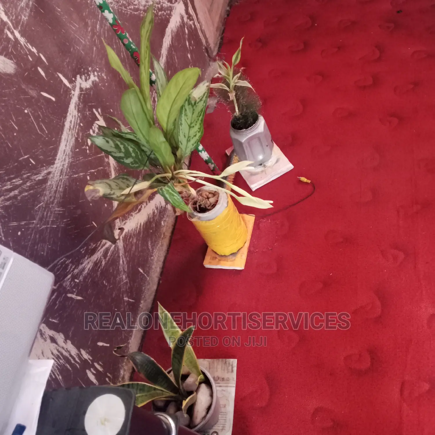 Indoor Live Potted Plants
