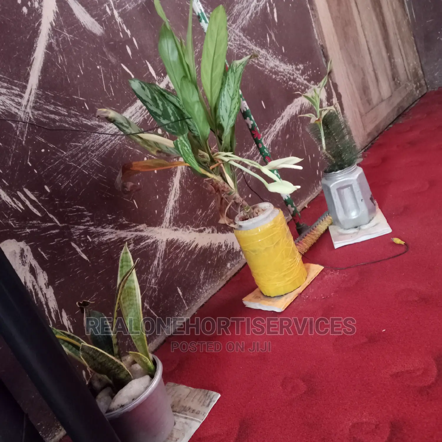 Indoor Live Potted Plants