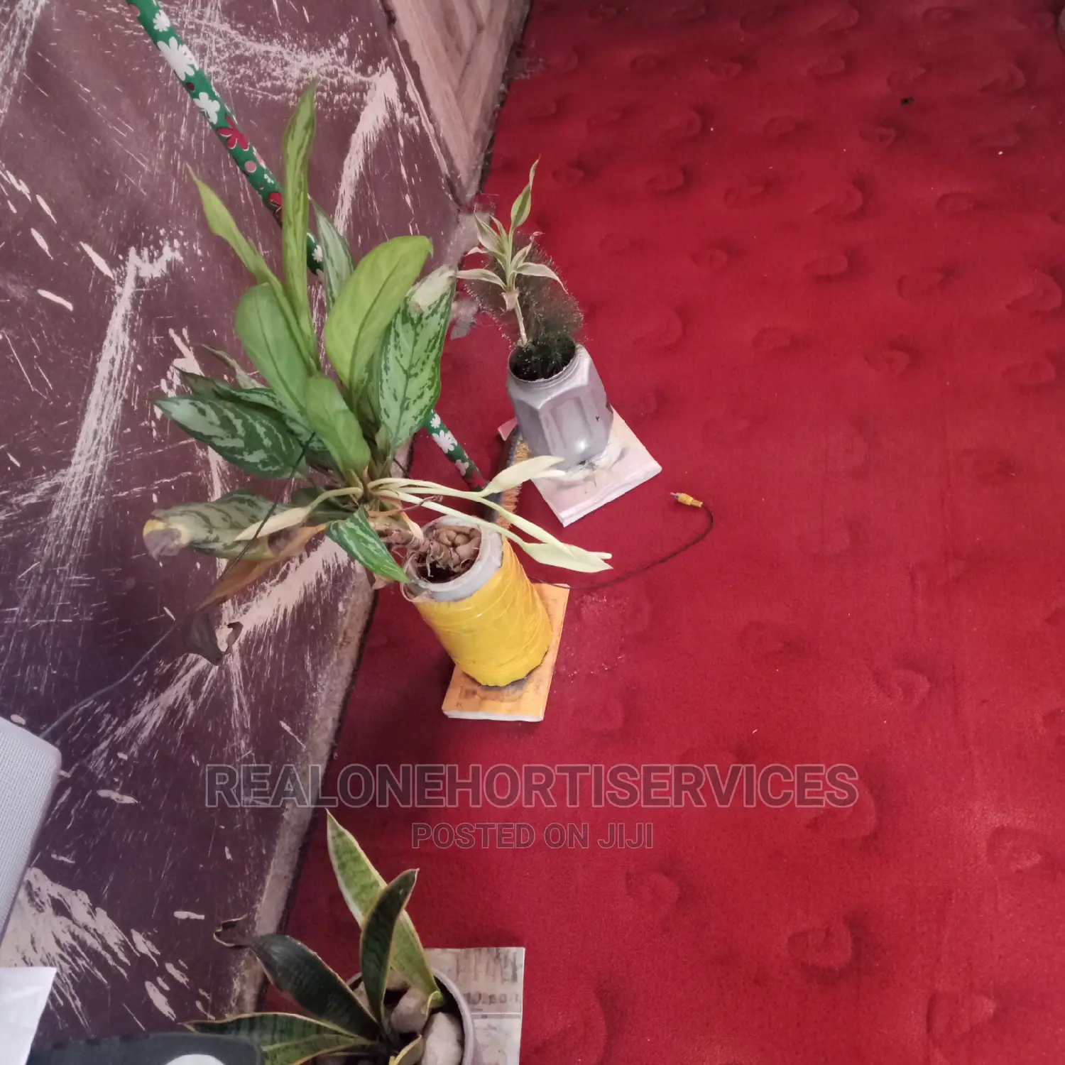 Indoor Live Potted Plants