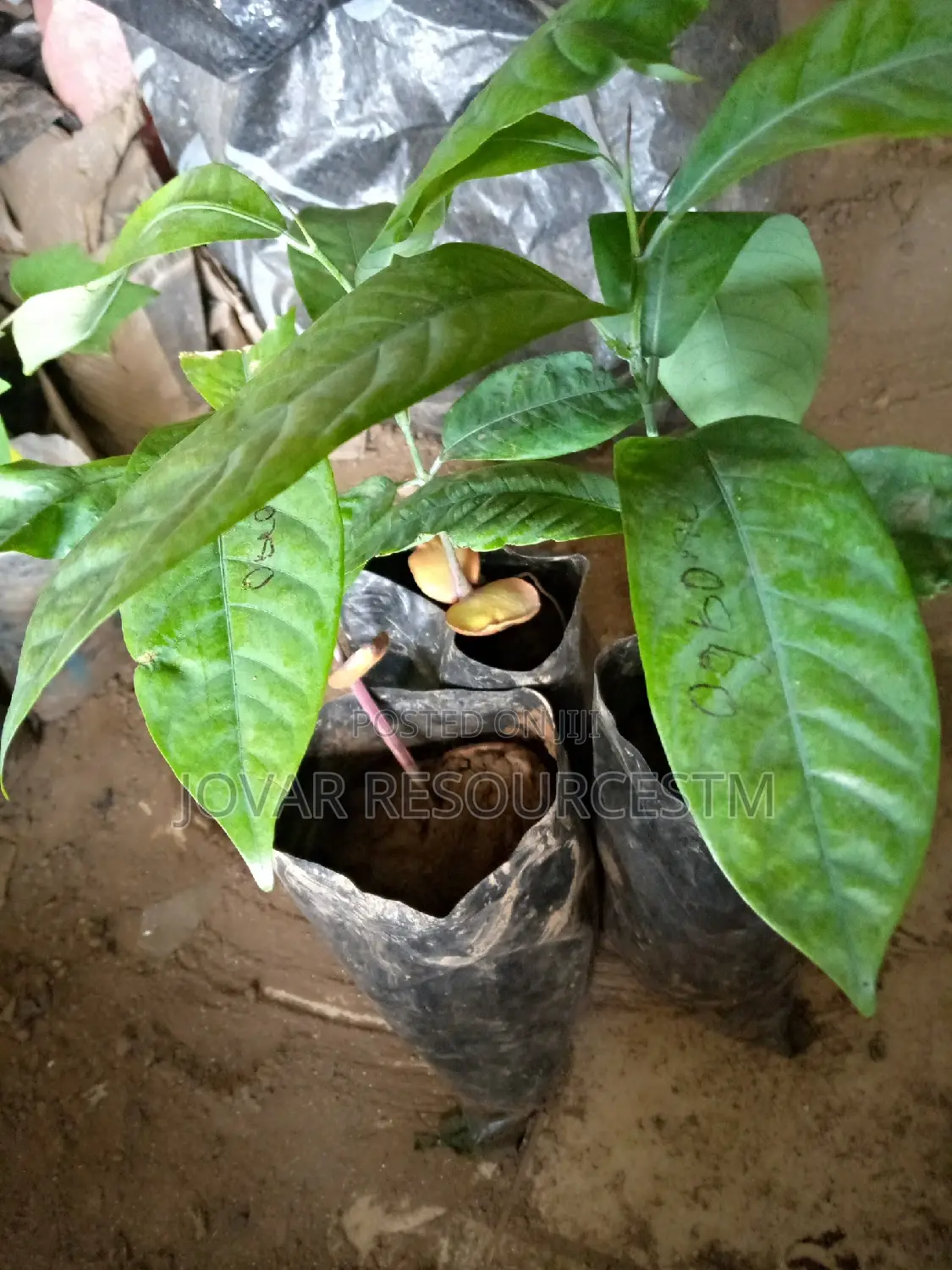 Best Ogbono (Irvingia Wombulu) Seedling