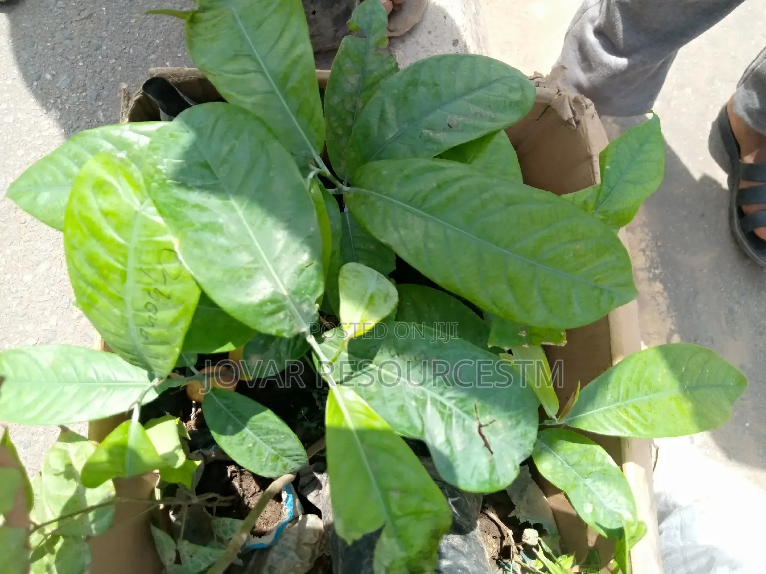 Best Ogbono (Irvingia Wombulu) Seedling