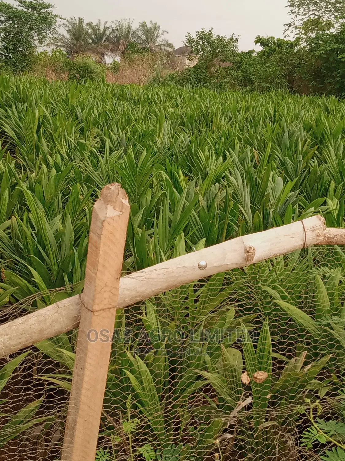 Choice Super Gene Oil Palm Nursery