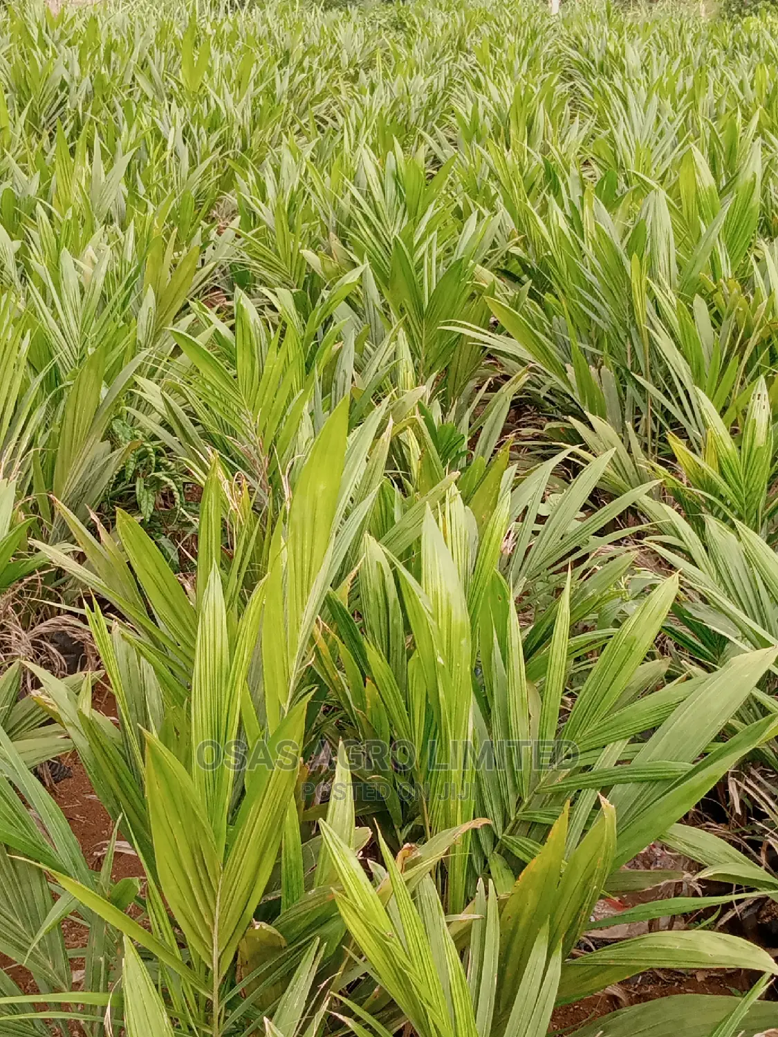 Choice Super Gene Oil Palm Nursery
