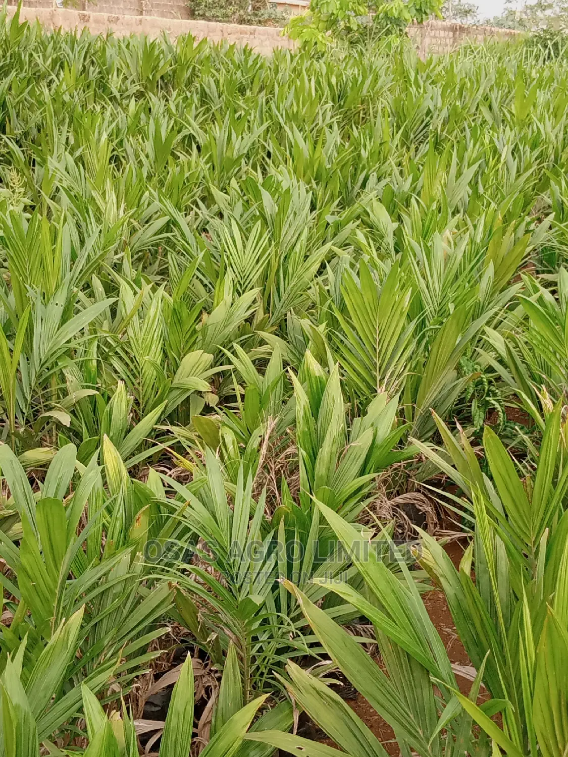 Choice Super Gene Oil Palm Nursery