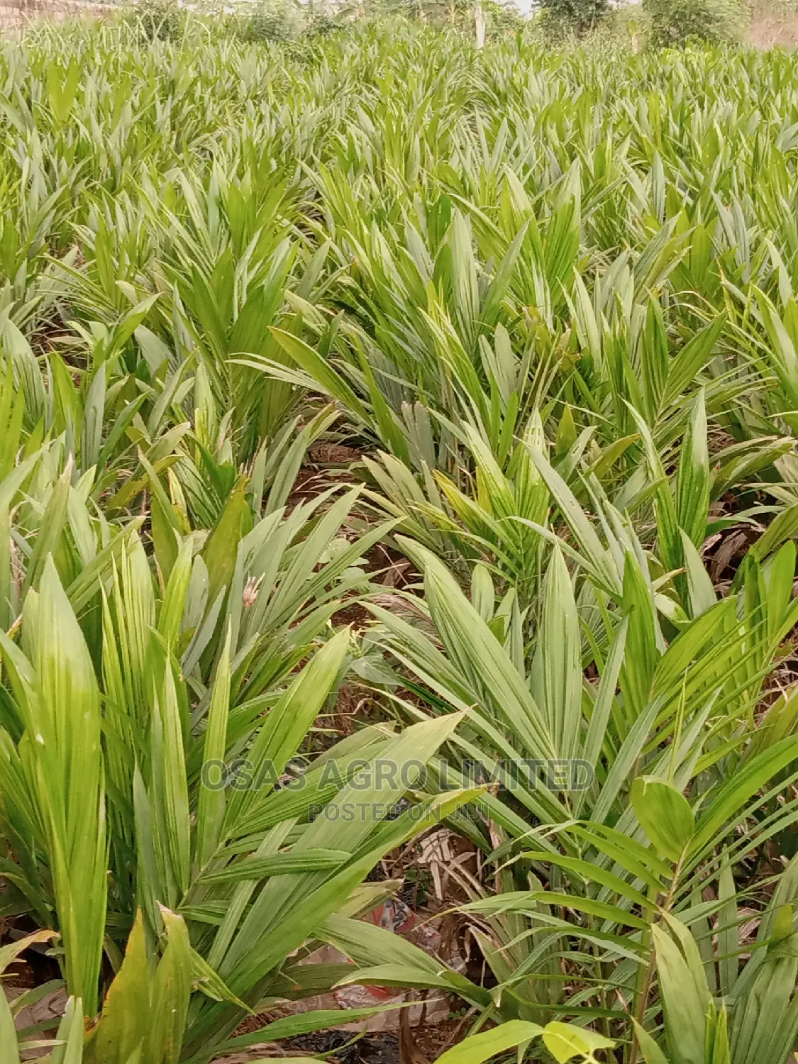 Choice Super Gene Oil Palm Nursery