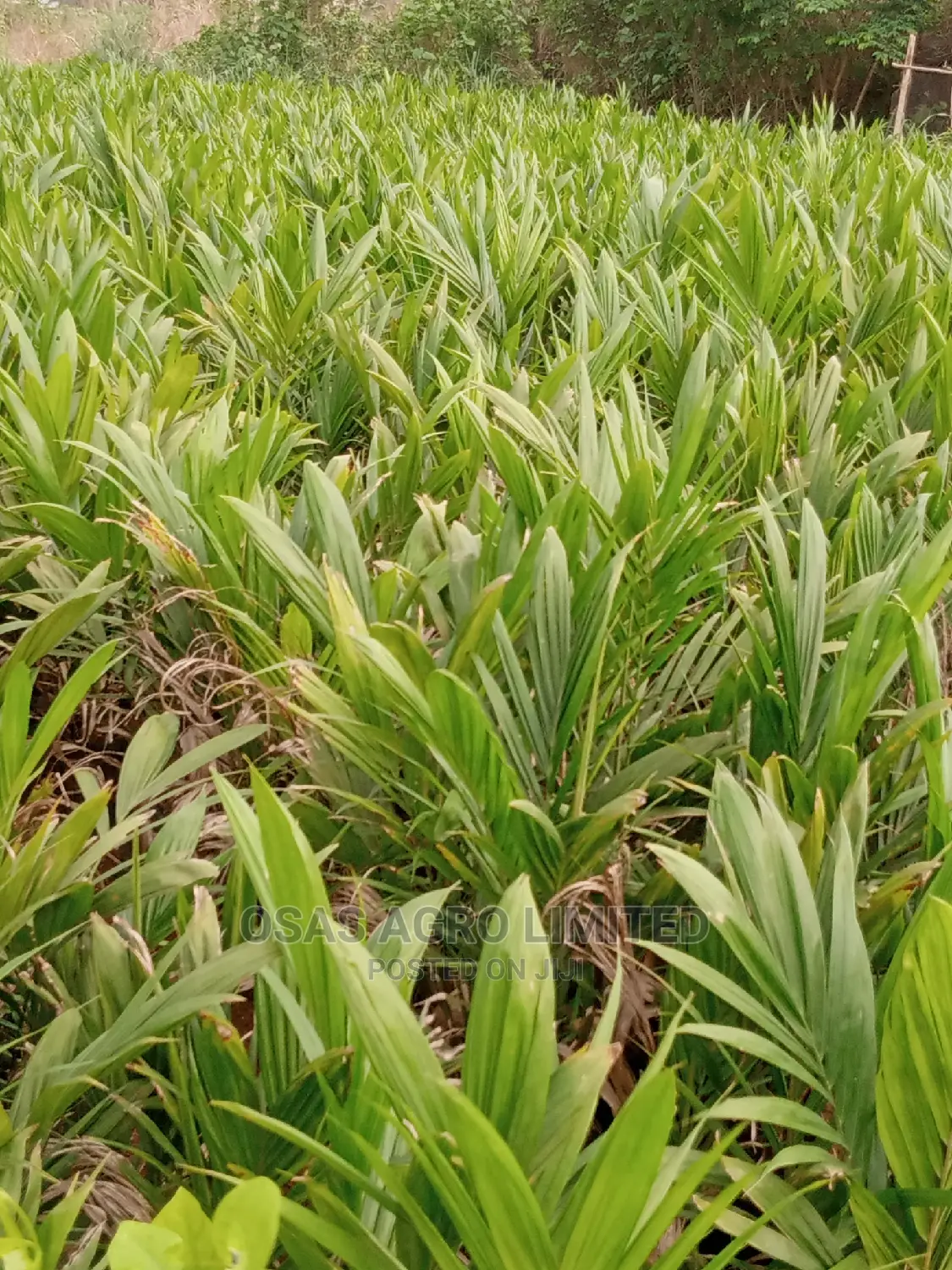 Choice Super Gene Oil Palm Nursery