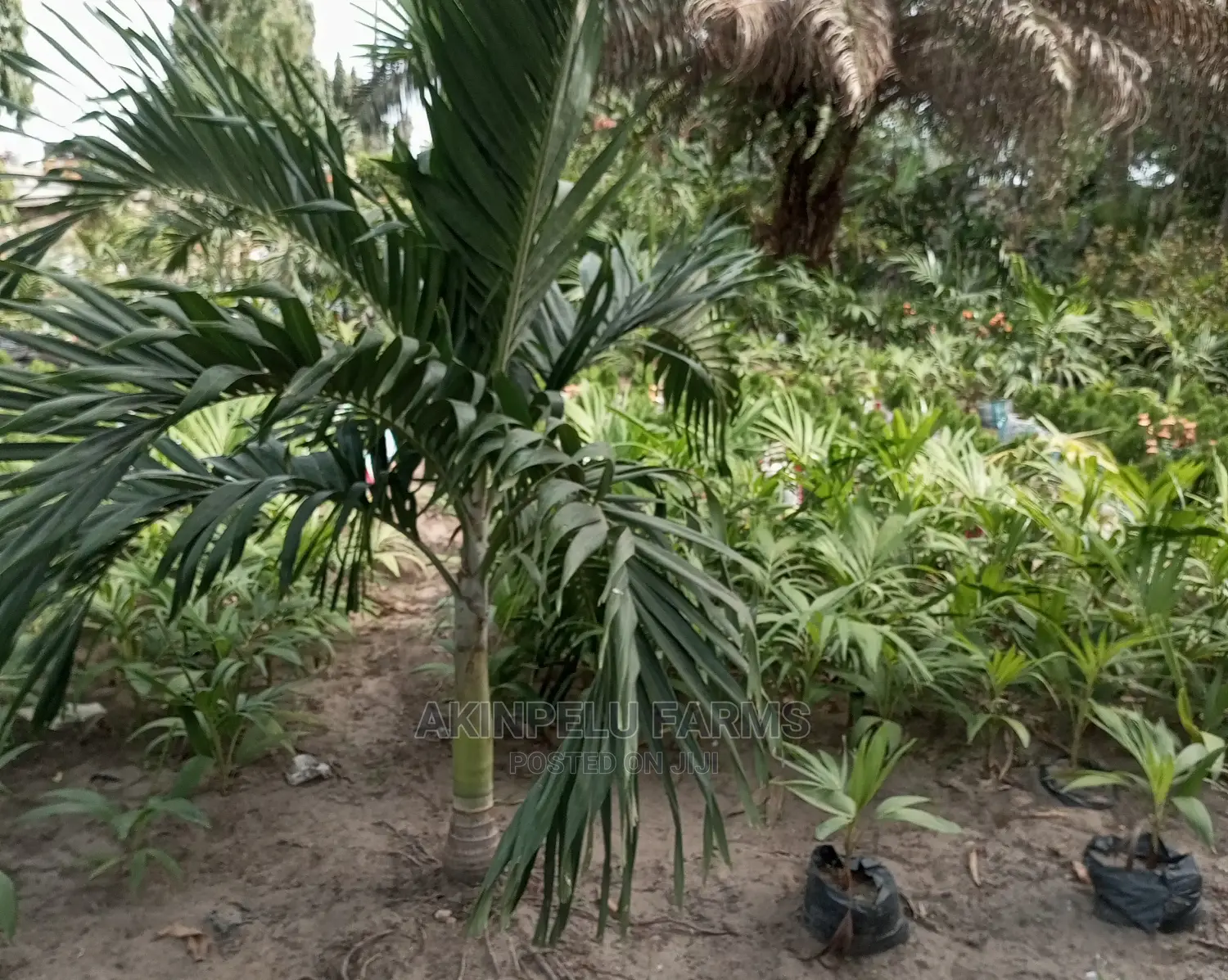 Queen's Palms
