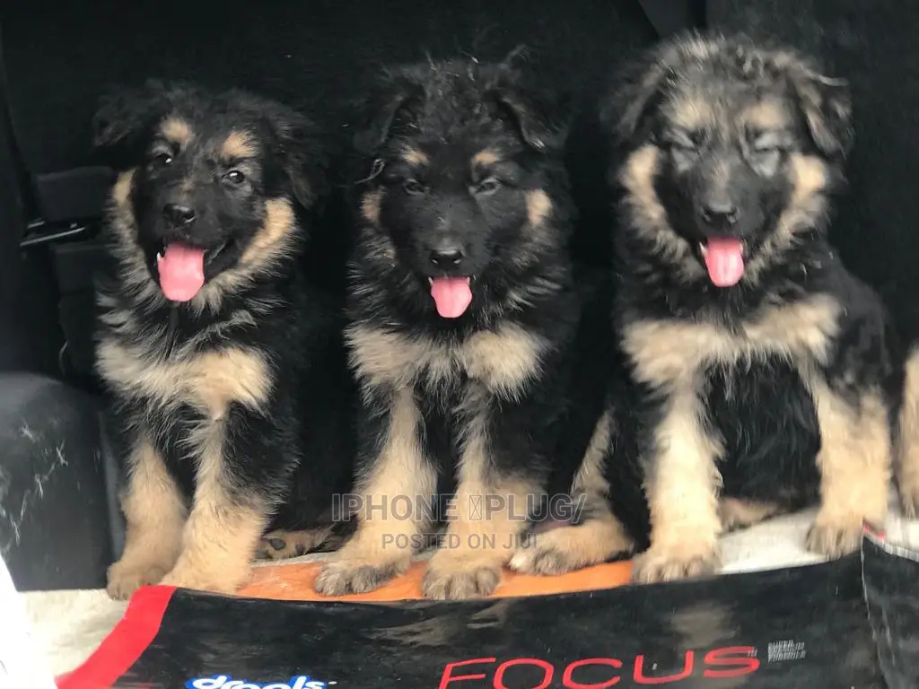 1-3 months Male Purebred German Shepherd