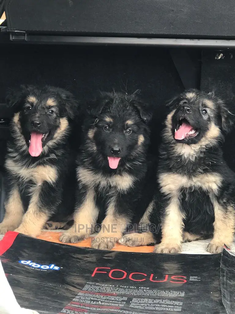 1-3 months Male Purebred German Shepherd