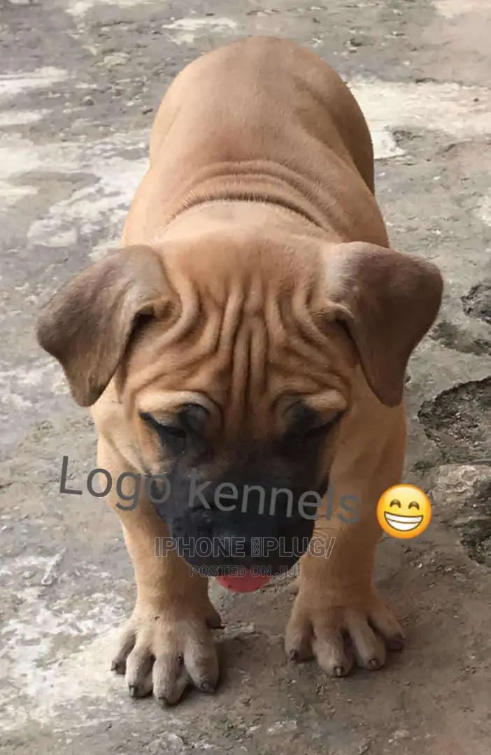 1-3 months Male Purebred Bullmastiff