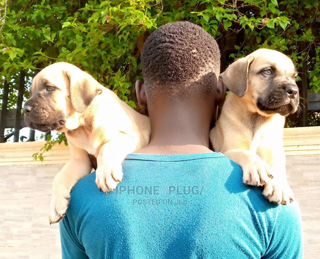 1-3 months Male Purebred Bullmastiff