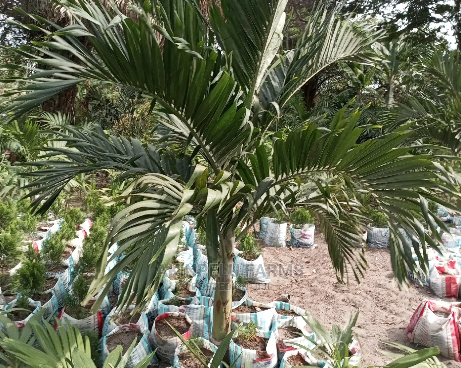 ROYAL Palm for Environmenal Beautification