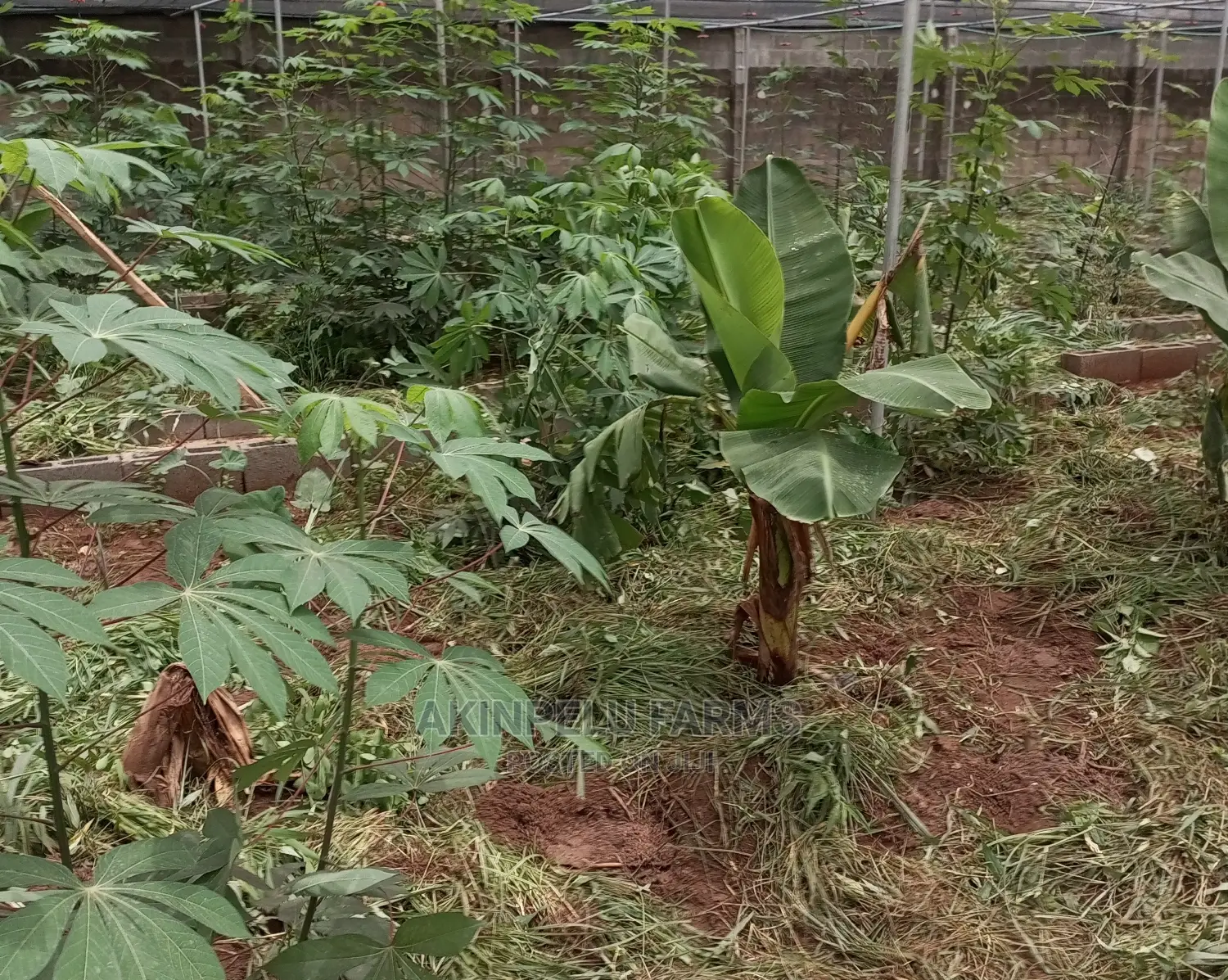Snail* Snail* Snail Rearing Technic.-