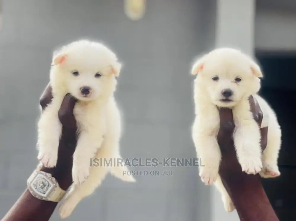 1-3 months Female Purebred American Eskimo
