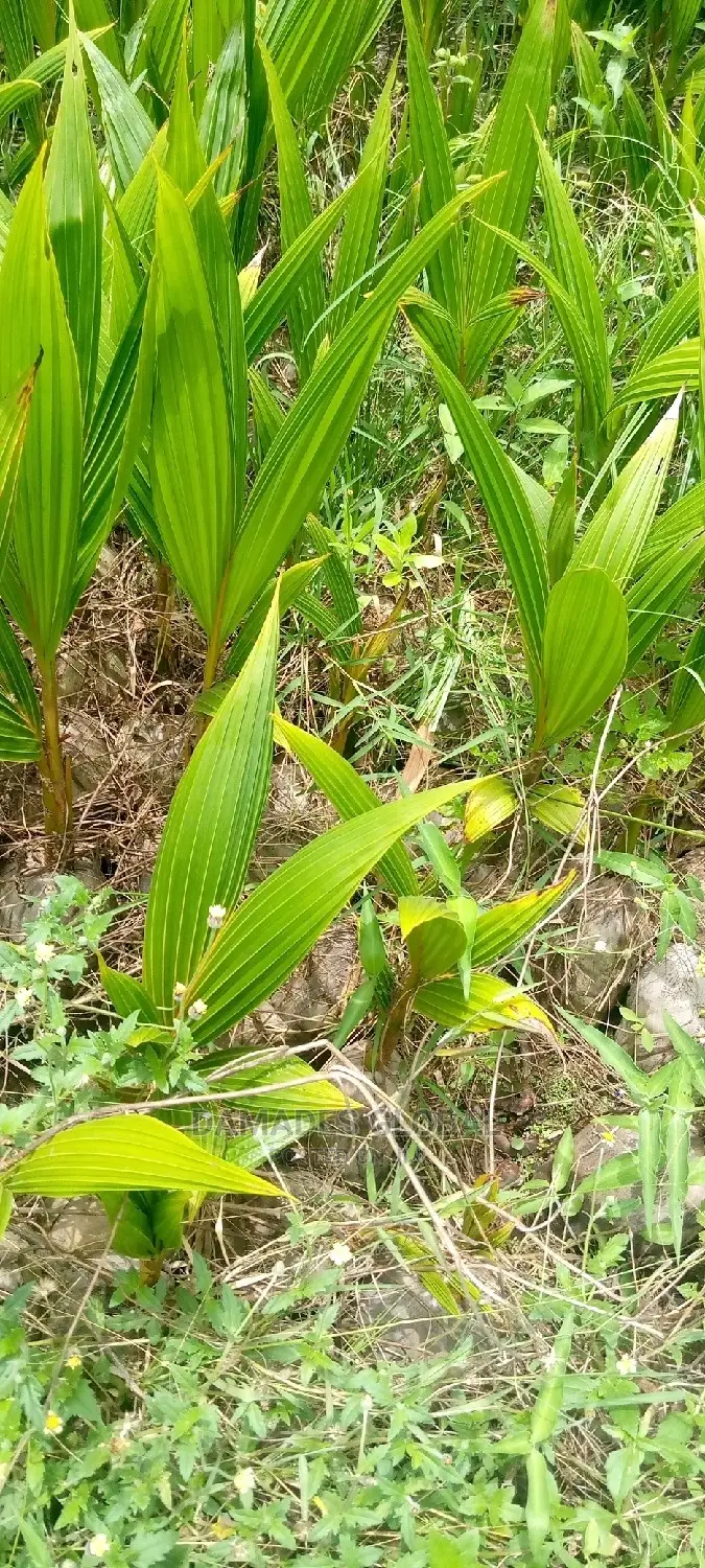 Coconut Seedlings (Dwarf and Hybrid)