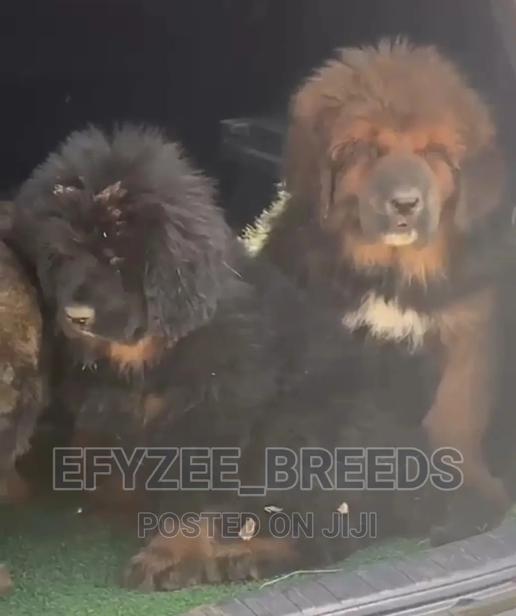 1-3 months Male Purebred Tibetan Mastiff