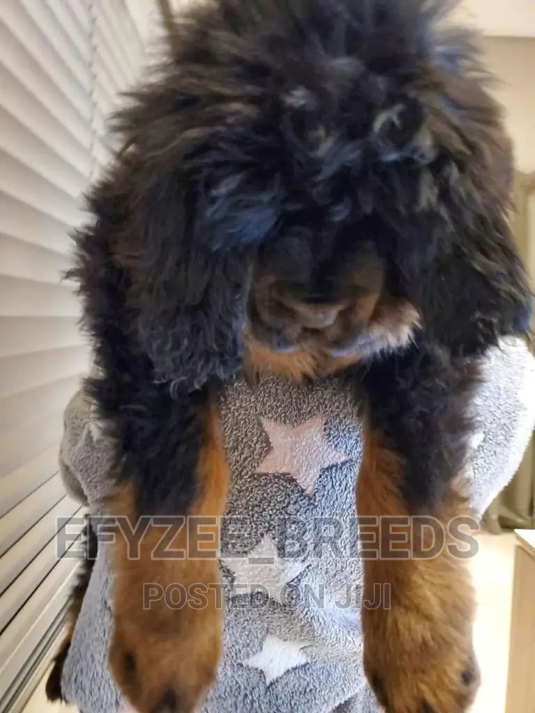 1-3 months Male Purebred Tibetan Mastiff