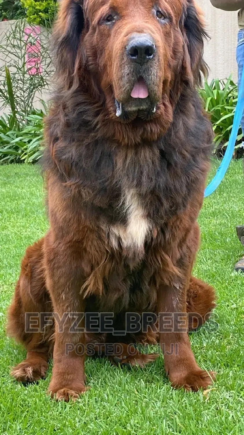 1-3 months Male Purebred Tibetan Mastiff