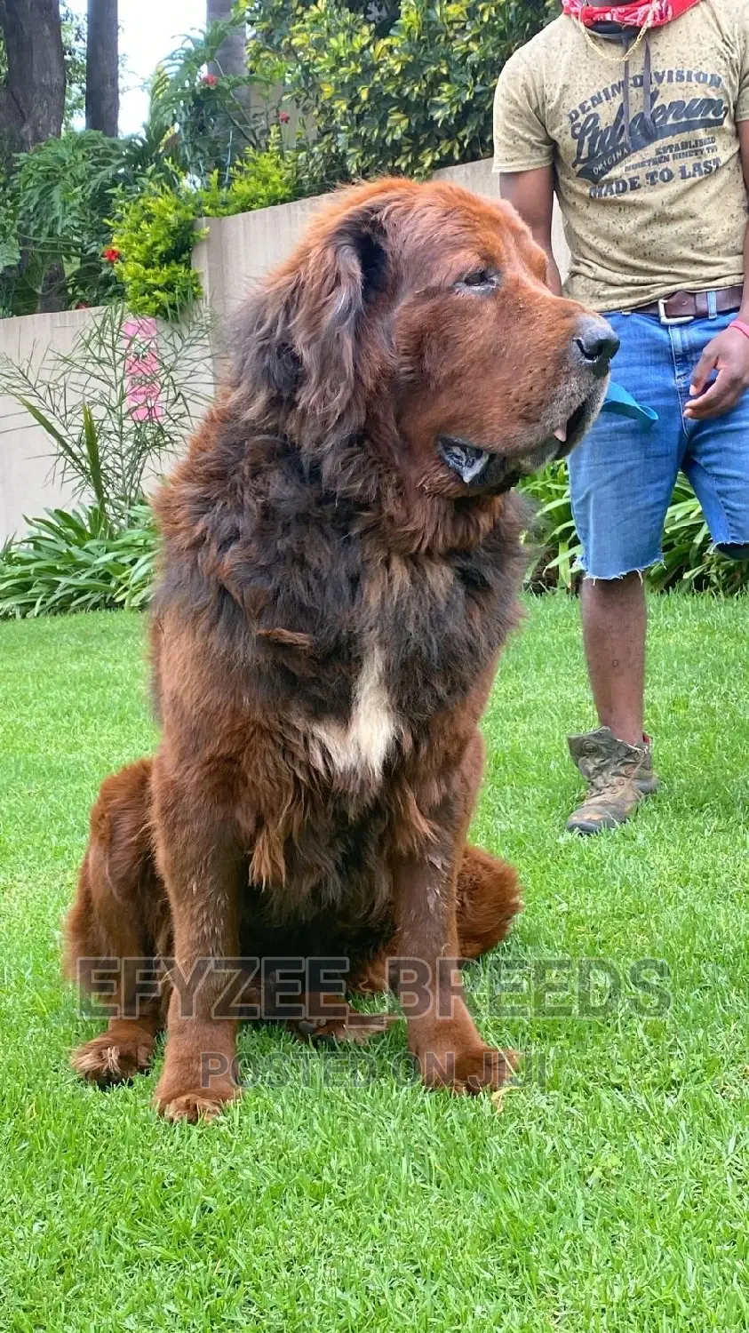1-3 months Male Purebred Tibetan Mastiff
