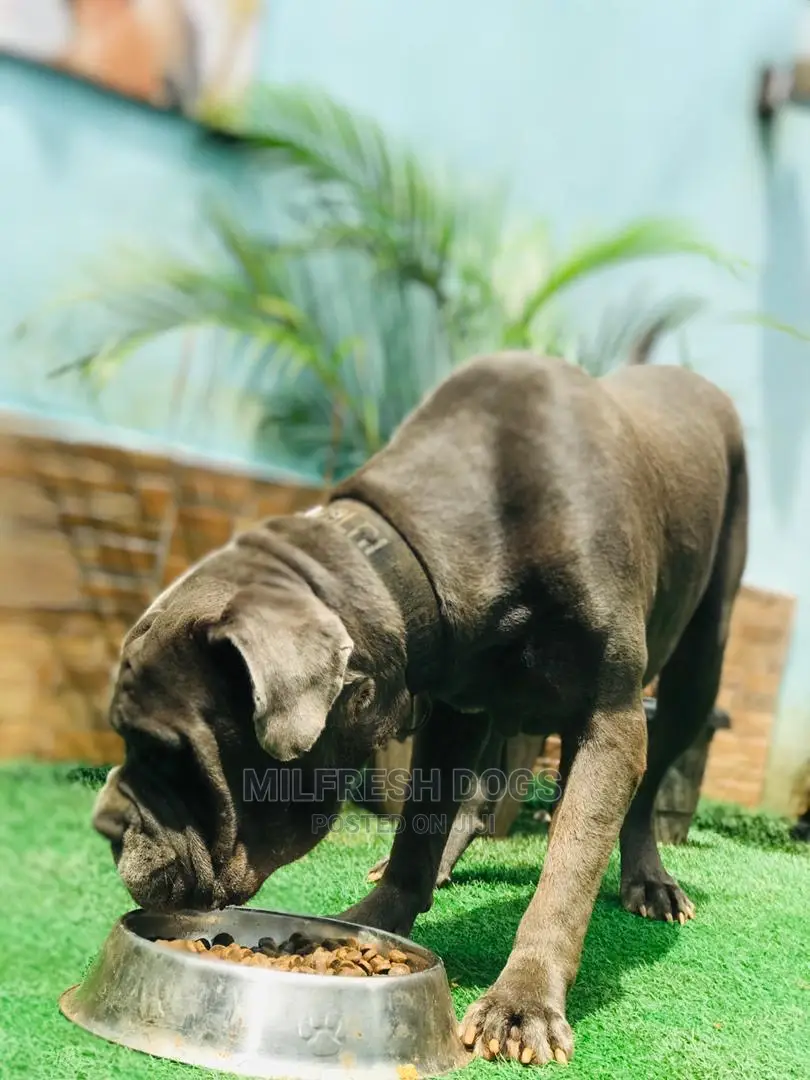 1+ year Male Purebred Neapolitan Mastiff